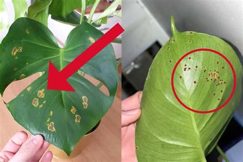 bumps on monstera stem|10 Signs of Bacterial Leaf Spot on Monstera (and How to Treat It)